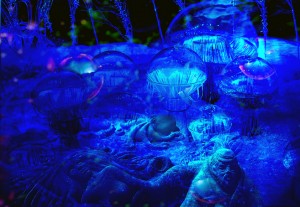 Octopus's Garden